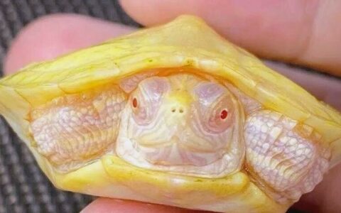 如何分辨真假白化龟？揭秘温室龟套路，小心养久现原形