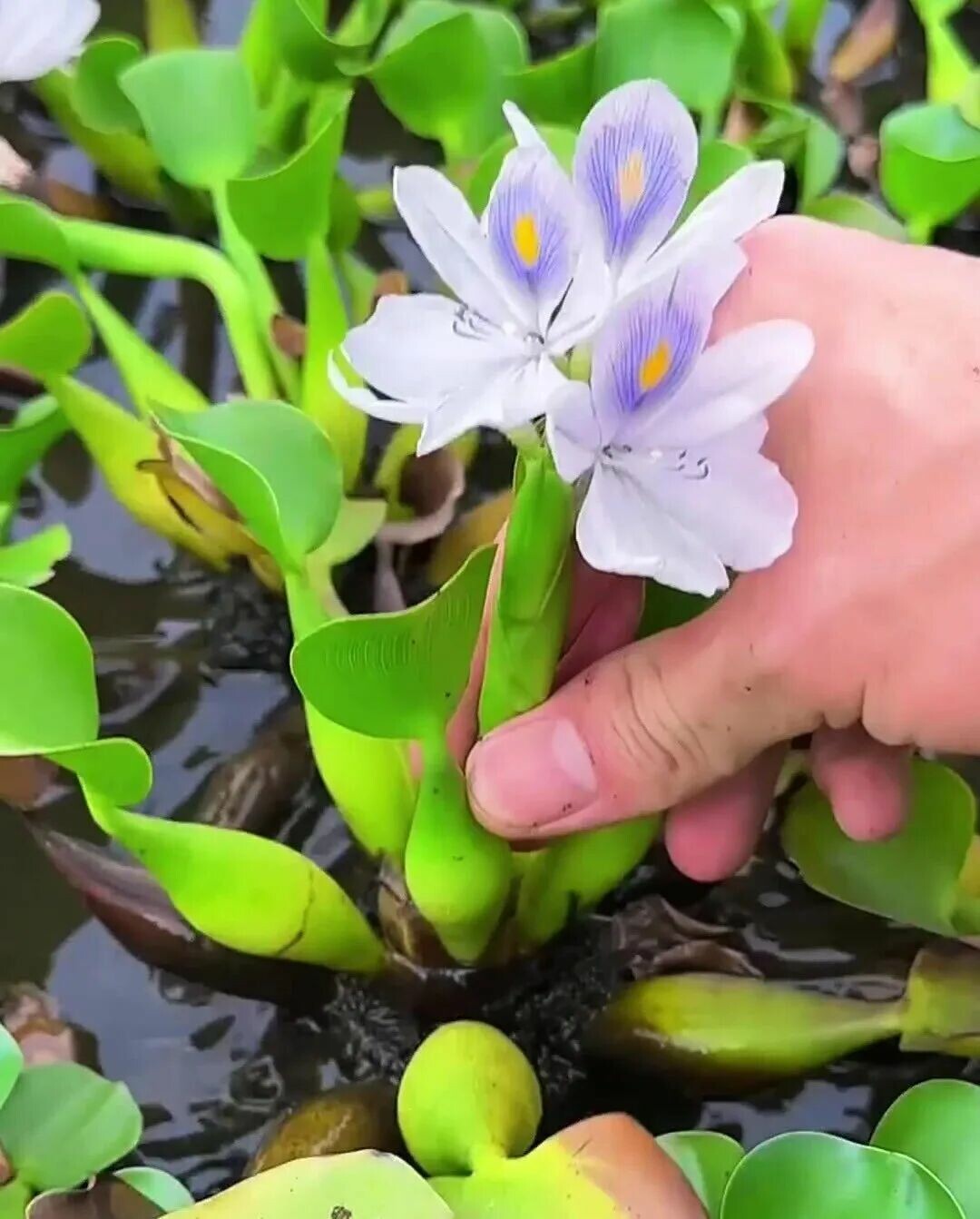 龟缸造景植物选择:避开啃食污染误区,揭秘“龟缸三宝”真相