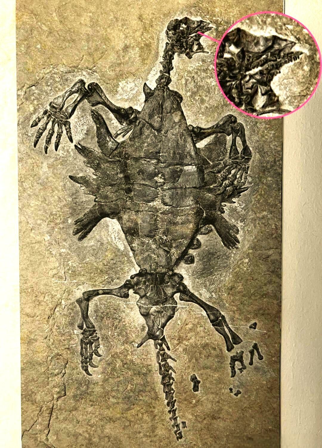 Odontochelys semitestacea: Toothed and Only Half-Shelled, Revealing the Evolutionary History of Turtle Shells