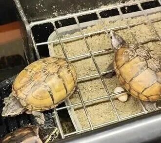 果核泥龟为什么那么贵?深度解析价格走势及预测