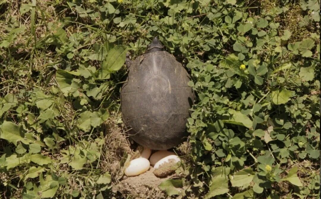Why are Egg Turtles called Egg Turtles? A comprehensive analysis of origins and cold facts on breeding