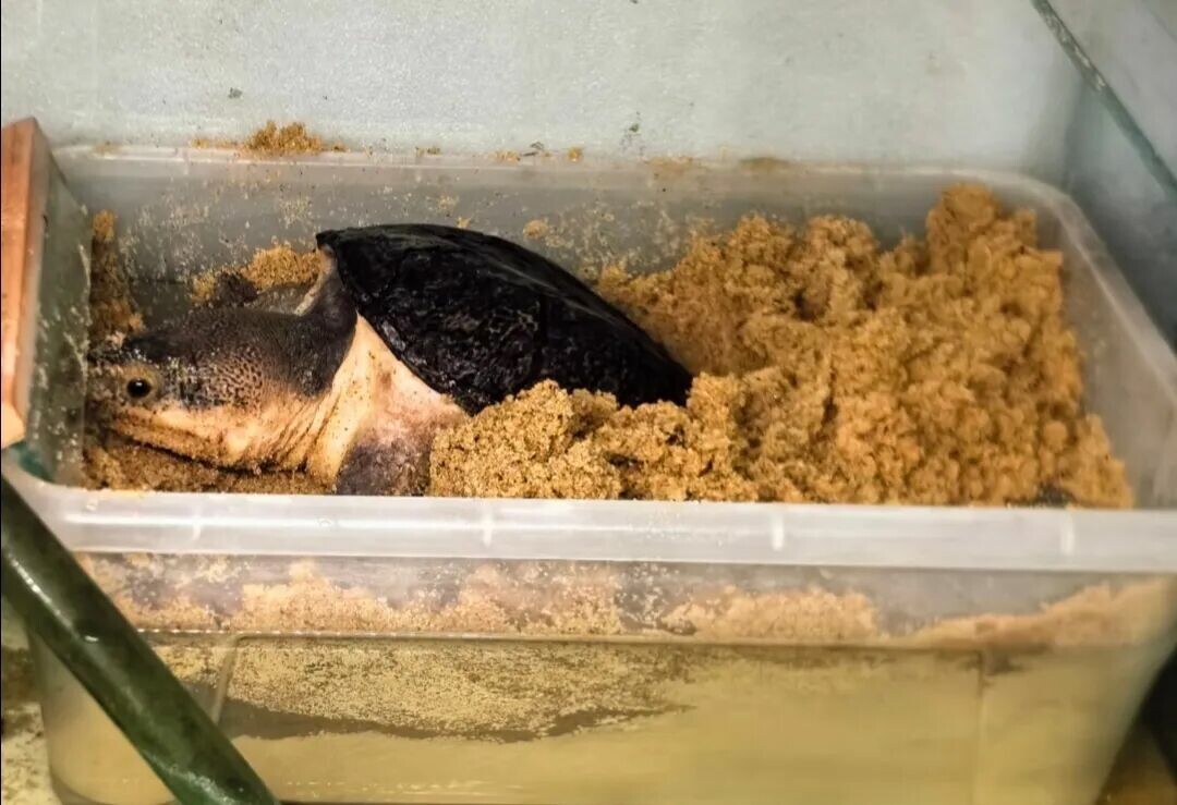 Why are Egg Turtles called Egg Turtles? A comprehensive analysis of origins and cold facts on breeding