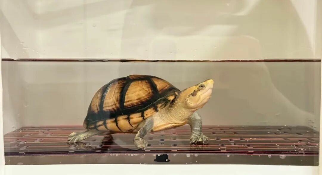 Top 10 Turtles Suitable for Novices: 100-500 Yuan High-Interaction Breeds