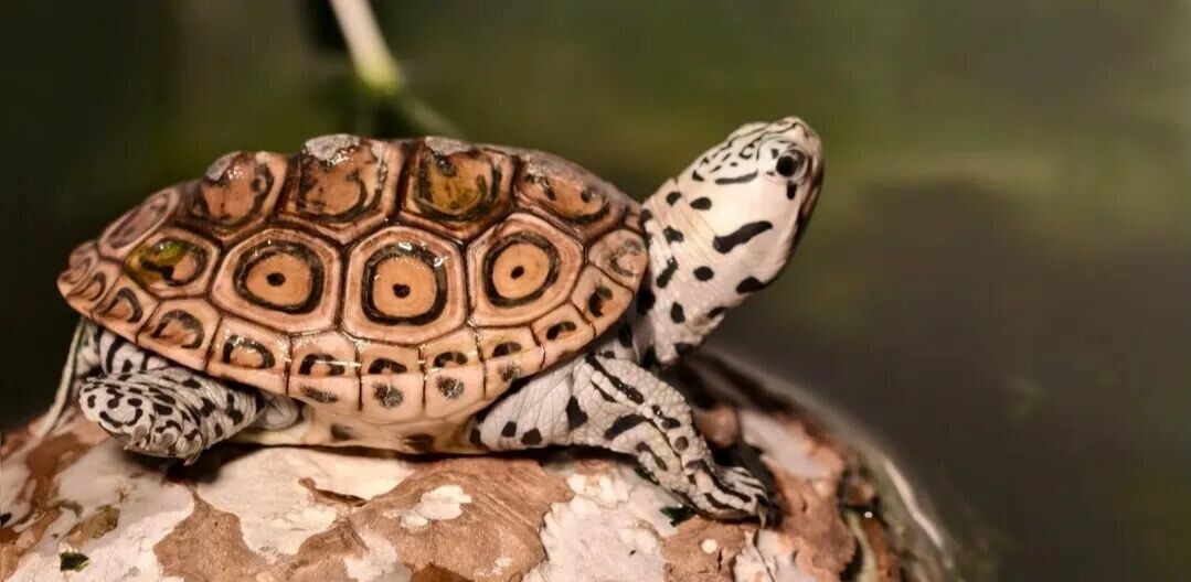 Top 10 Turtles Suitable for Novices: 100-500 Yuan High-Interaction Breeds