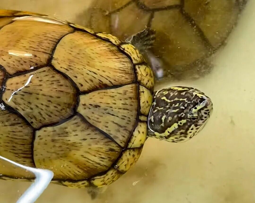 Top 10 Turtles Suitable for Novices: 100-500 Yuan High-Interaction Breeds