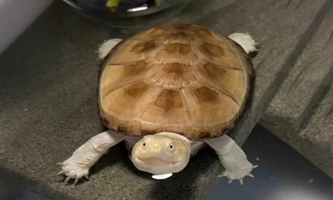 Top 10 Turtles Suitable for Novices: 100-500 Yuan High-Interaction Breeds