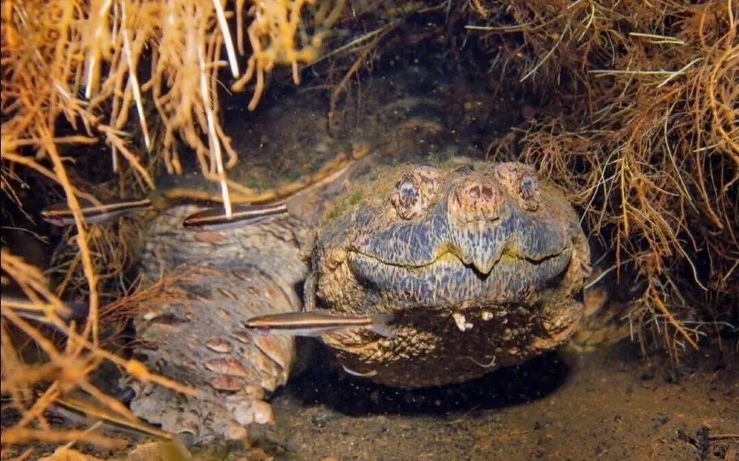 Top 10 Turtles Suitable for Novices: 100-500 Yuan High-Interaction Breeds