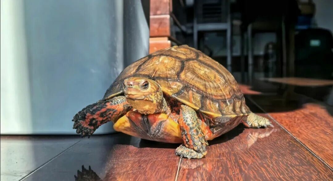 Top 10 Turtles Suitable for Novices: 100-500 Yuan High-Interaction Breeds