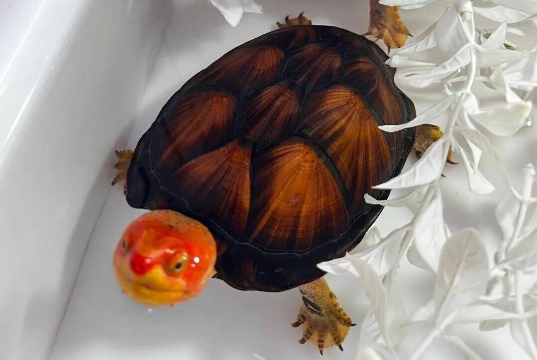 Turtles Around 1000 Yuan: 9 Recommendations for High-Appearance Advanced Breeds