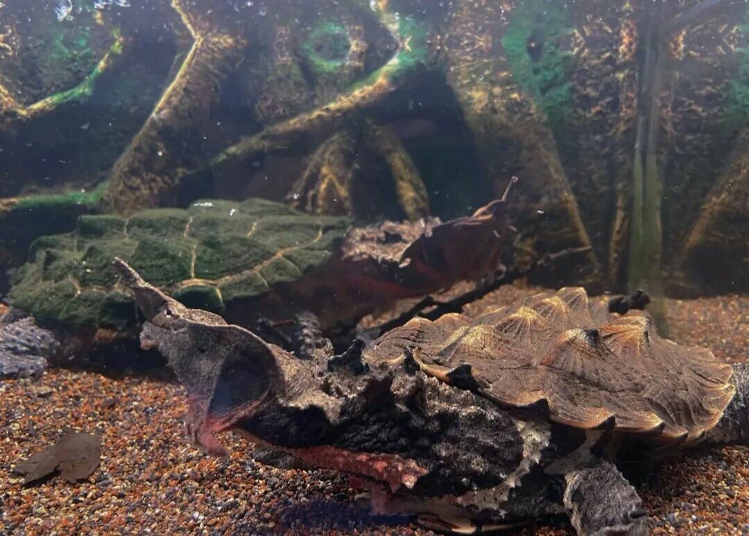 Turtles Around 1000 Yuan: 9 Recommendations for High-Appearance Advanced Breeds