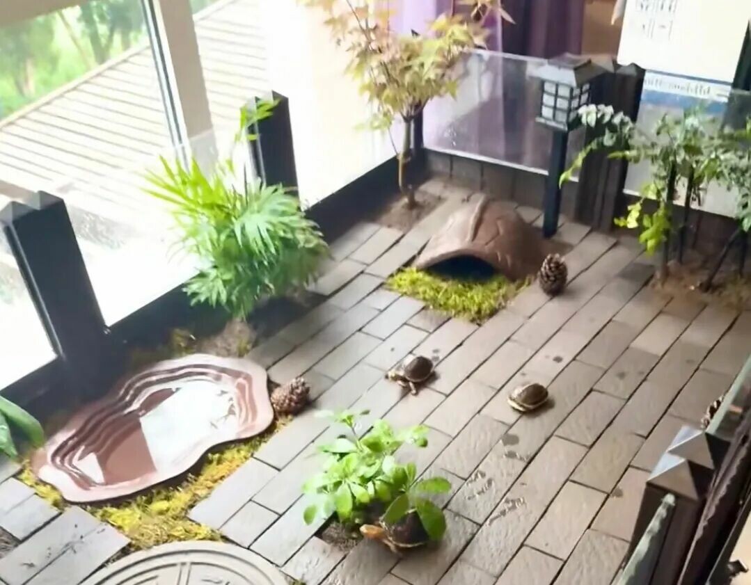 Turtles Around 1000 Yuan: 9 Recommendations for High-Appearance Advanced Breeds
