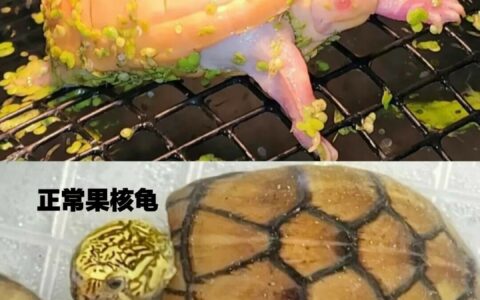 最贵乌龟十大排名：单只苗价 10 万起步