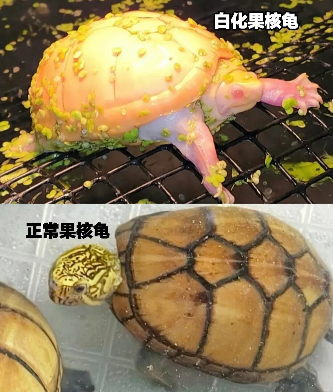 最贵乌龟十大排名：单只苗价 10 万起步