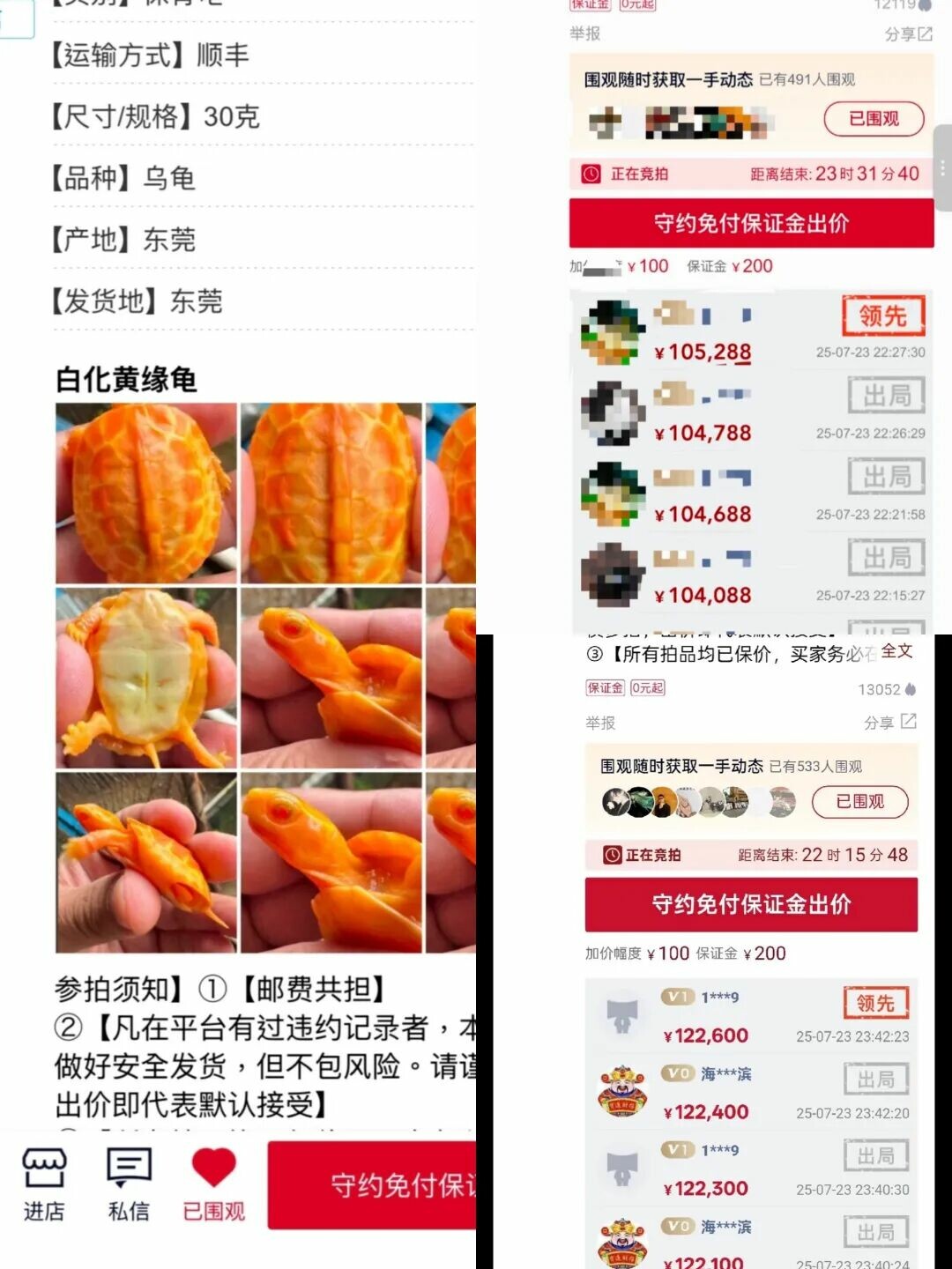 最贵乌龟十大排名:单只苗价 10 万起步