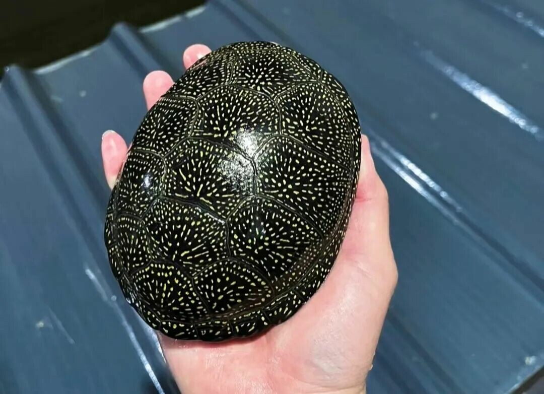 耐寒的乌龟品种有哪些？盘点 9 种不怕冷的龟