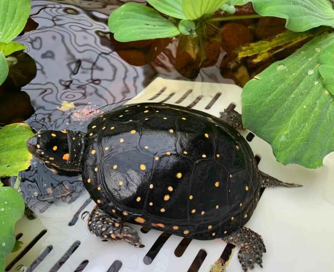 耐寒的乌龟品种有哪些？盘点 9 种不怕冷的龟
