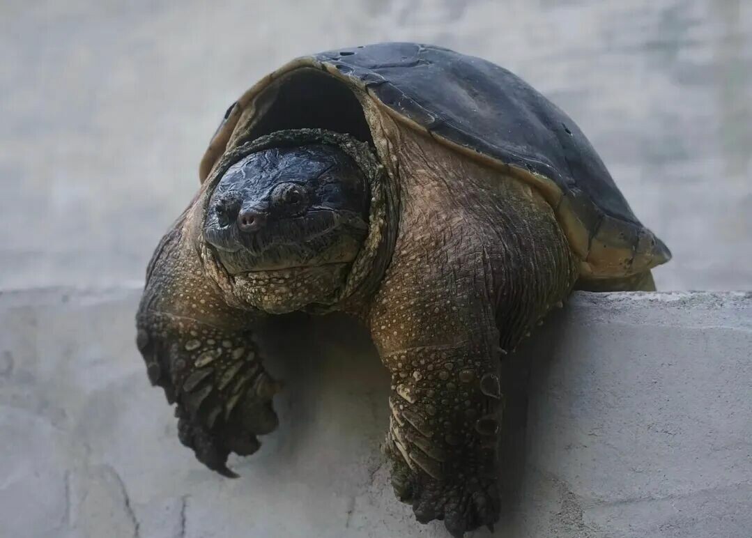 Which Cold-Hardy Turtle Breeds Are There? A Roundup of 9 Turtles That Aren't Afraid of the Cold