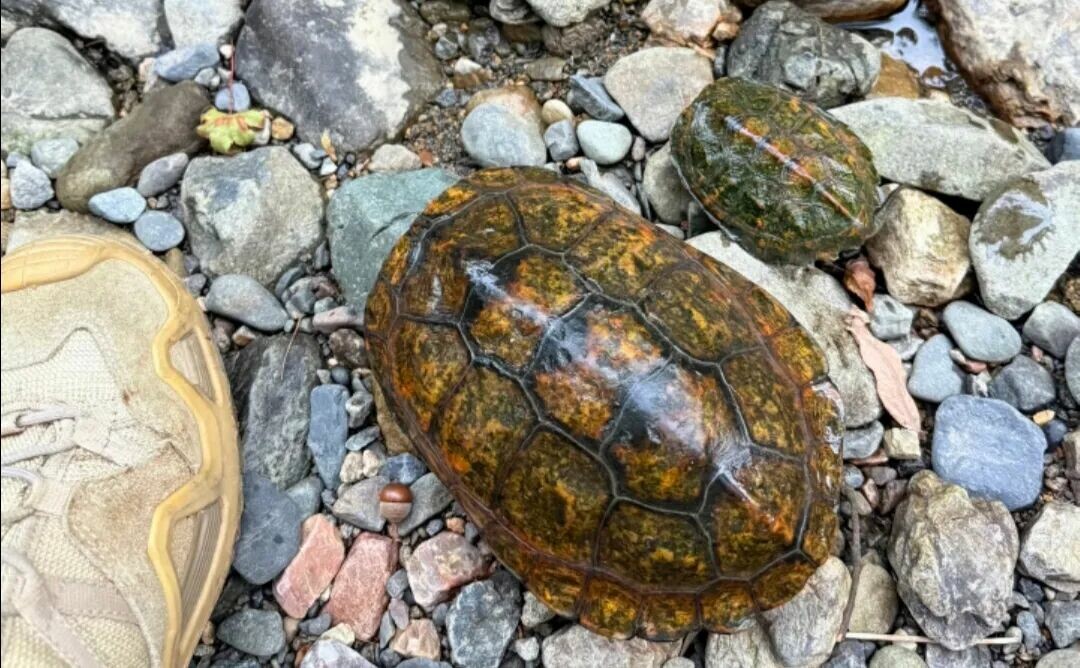 Which Cold-Hardy Turtle Breeds Are There? A Roundup of 9 Turtles That Aren't Afraid of the Cold
