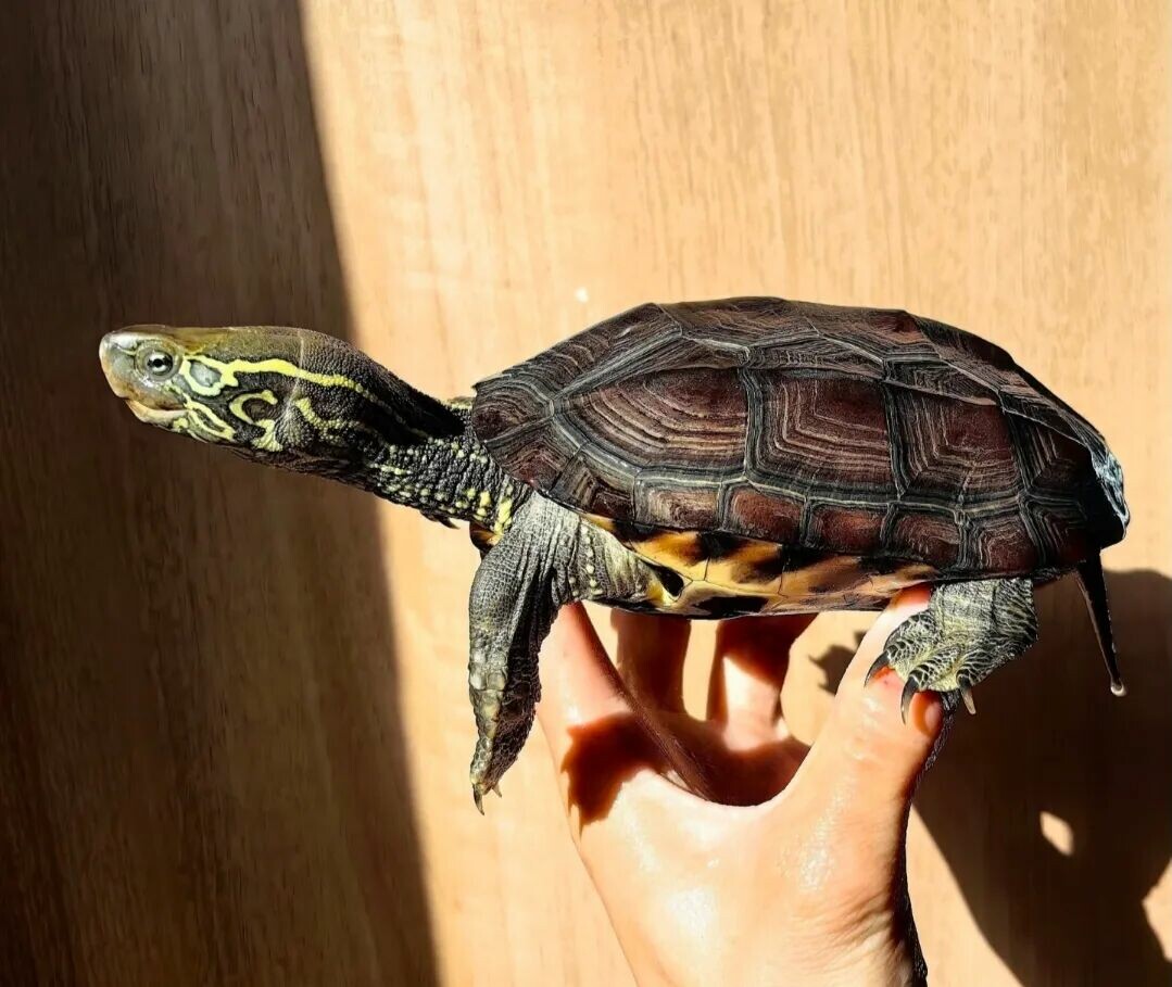 Which Cold-Hardy Turtle Breeds Are There? A Roundup of 9 Turtles That Aren't Afraid of the Cold