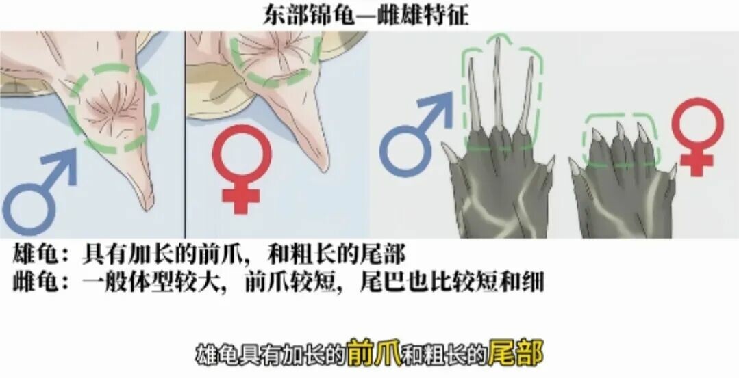 东部锦龟饲养攻略:锦龟品种区分与冬眠指南