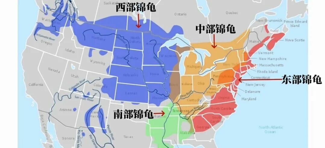 东部锦龟饲养攻略:锦龟品种区分与冬眠指南
