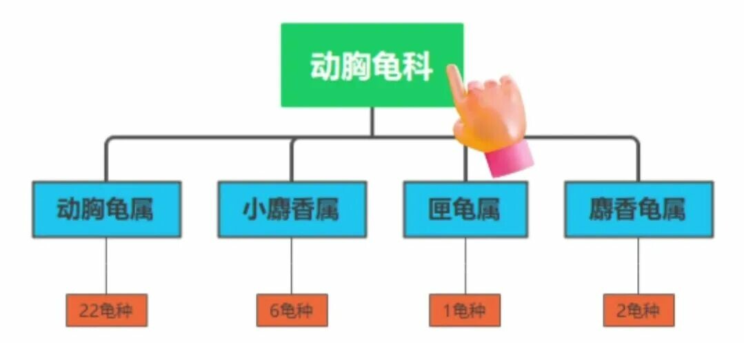 蛋龟科普知识大全：揭秘 31 种蛋龟冷知识