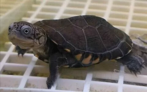 Are Side-necked Turtles Easy to Keep? The Truth About Heating for Tropical Turtles