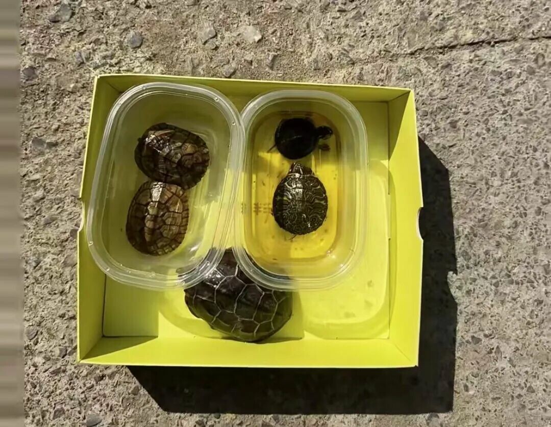 How to Keep Turtles in the North During Winter? A Guide to Temperature Control and Avoiding Hibernation in Heated Rooms