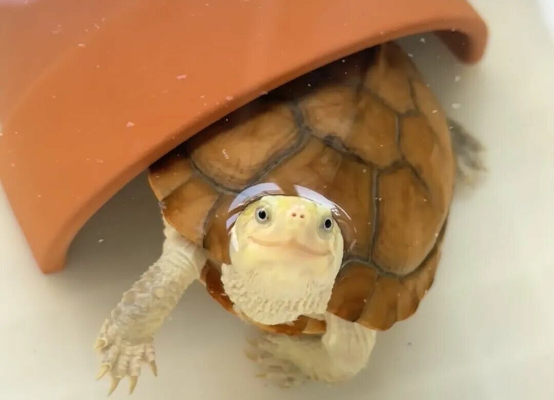 How to Keep Turtles in the North During Winter? A Guide to Temperature Control and Avoiding Hibernation in Heated Rooms