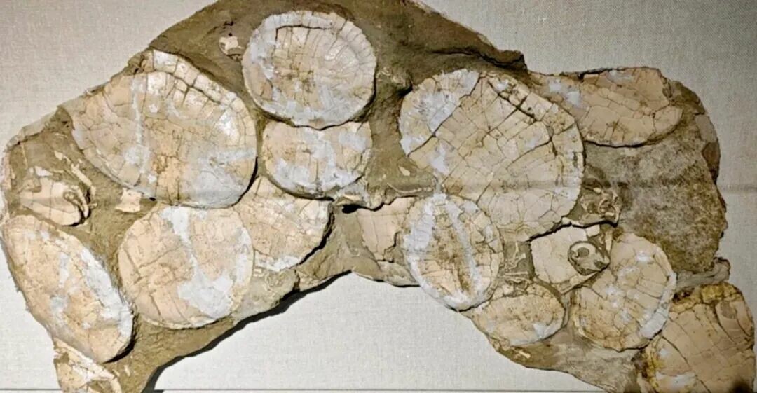 白亜紀のカメ：モンゴレミスの集団埋没を解き明かす