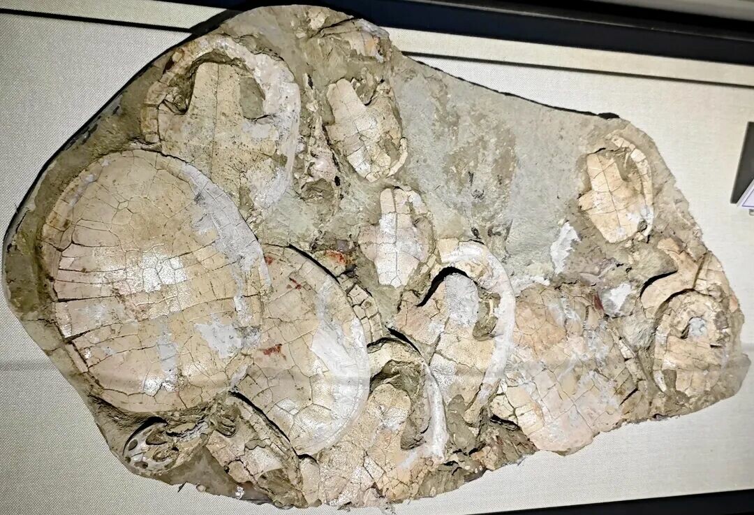 白亜紀のカメ：モンゴレミスの集団埋没を解き明かす
