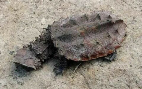 Why Don’t Turtles Drown When Hibernating Underwater? Revealing the Accessory Respiratory Organs