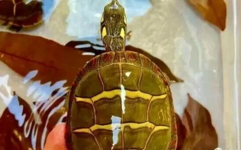 Common Causes of Turtle Death: Avoid These 7 Deadly Operations