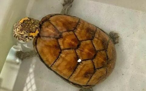 Secrets to Improving Mud Turtle Appearance: Three Tricks for a Standard Mississippi Mud Turtle “Glow-Up”