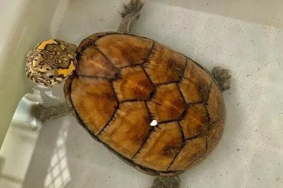 Secrets to Improving Mud Turtle Appearance: Three Tricks for a Standard Mississippi Mud Turtle "Glow-Up"