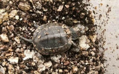 龟苗湿苗干化方法：4 步提高新买龟苗存活率