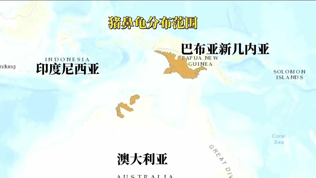 猪鼻龟饲养全攻略:私养一只或触犯法律