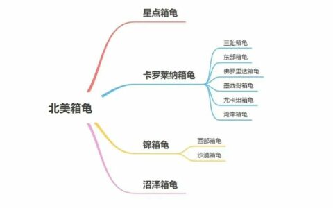 东部箱龟如何饲养：一篇讲透环境、饮食与冬眠