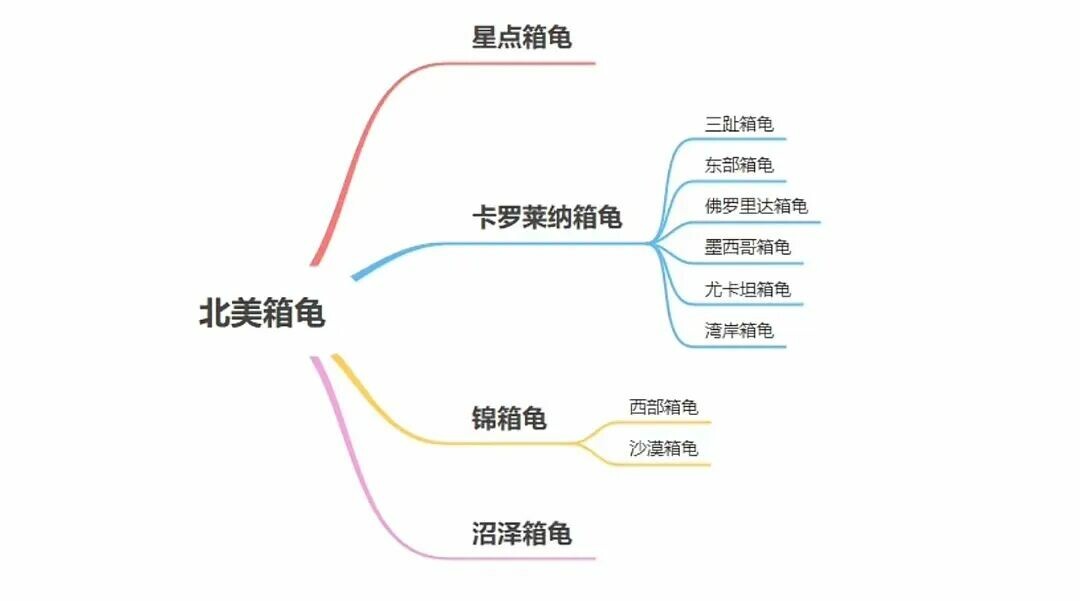 东部箱龟如何饲养：一篇讲透环境、饮食与冬眠
