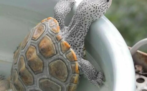 What Is the Optimal Temperature for Keeping Turtles? Avoid the Risk of Indigestion at 25 Degrees