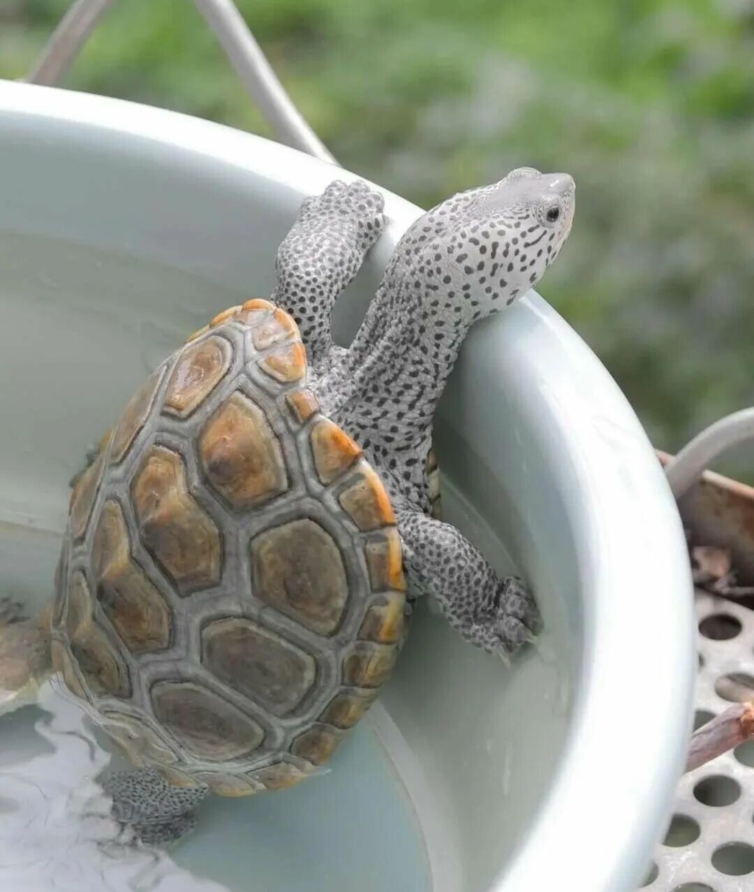 亀の飼育に最適な温度は?25 度の消化不良リスクを避ける