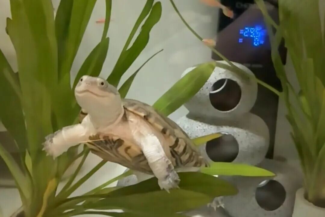 Turtle Species That Cannot Hibernate: 7 Tropical Turtles For Which Hibernation Is Strictly Prohibited