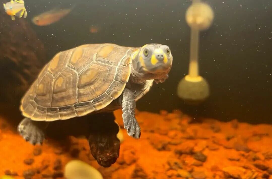 Turtle Species That Cannot Hibernate: 7 Tropical Turtles For Which Hibernation Is Strictly Prohibited