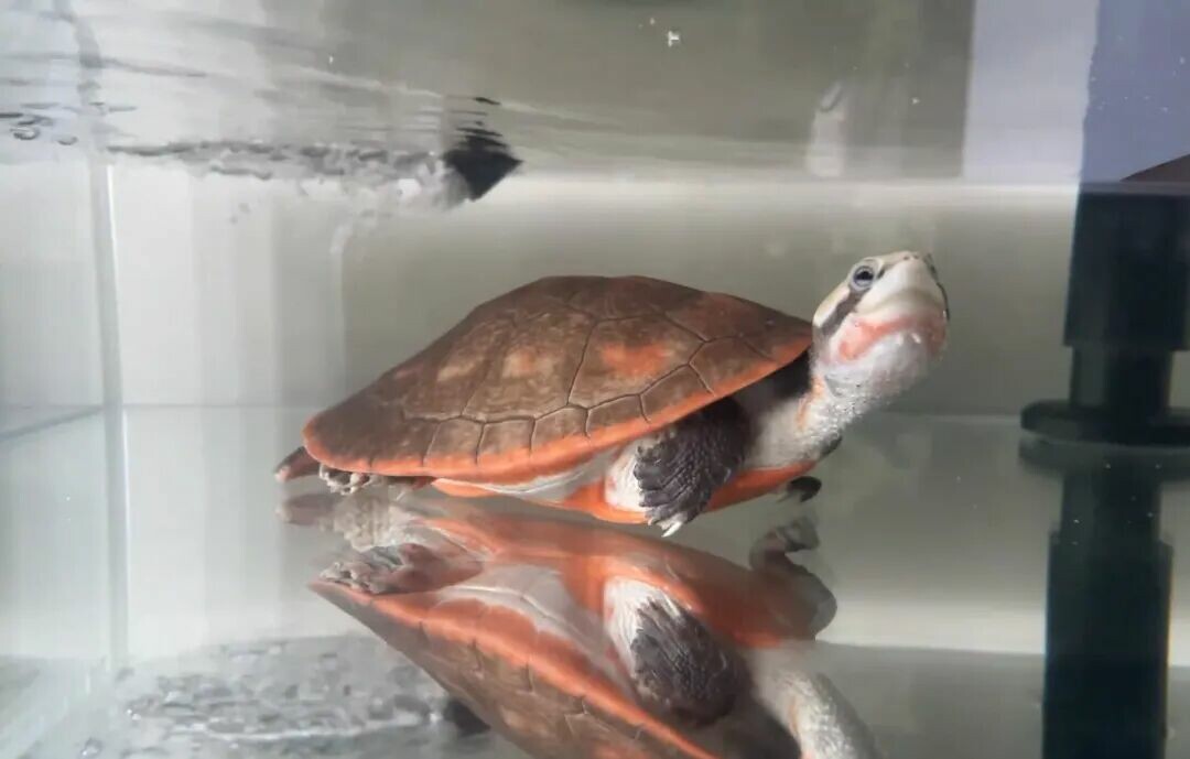 Turtle Species That Cannot Hibernate: 7 Tropical Turtles For Which Hibernation Is Strictly Prohibited