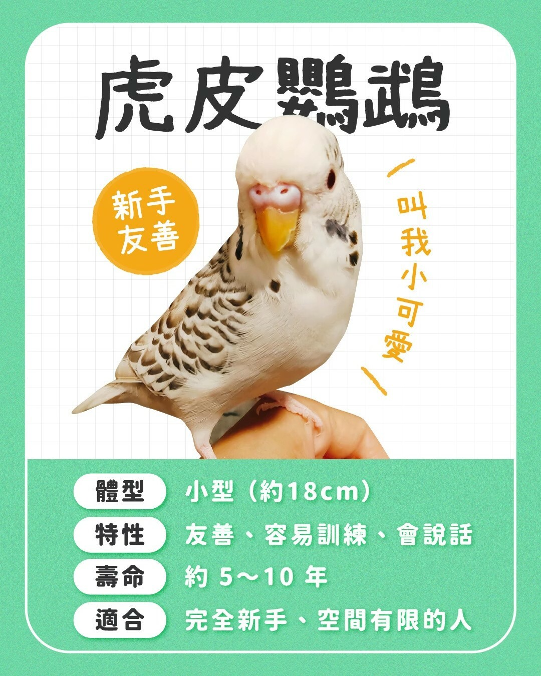 初心者におすすめのインコ:一般的な 10 種の性格を徹底比較