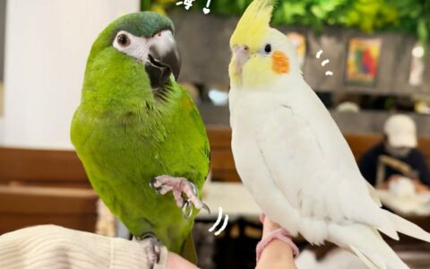 适合新手养的鹦鹉：10 种常见品种性格全对比