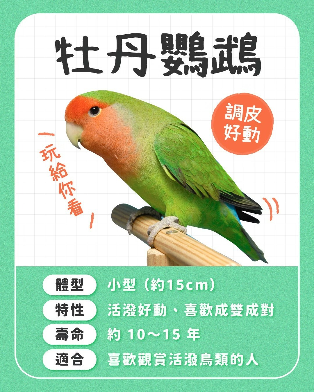 初心者におすすめのインコ：一般的な 10 種の性格を徹底比較