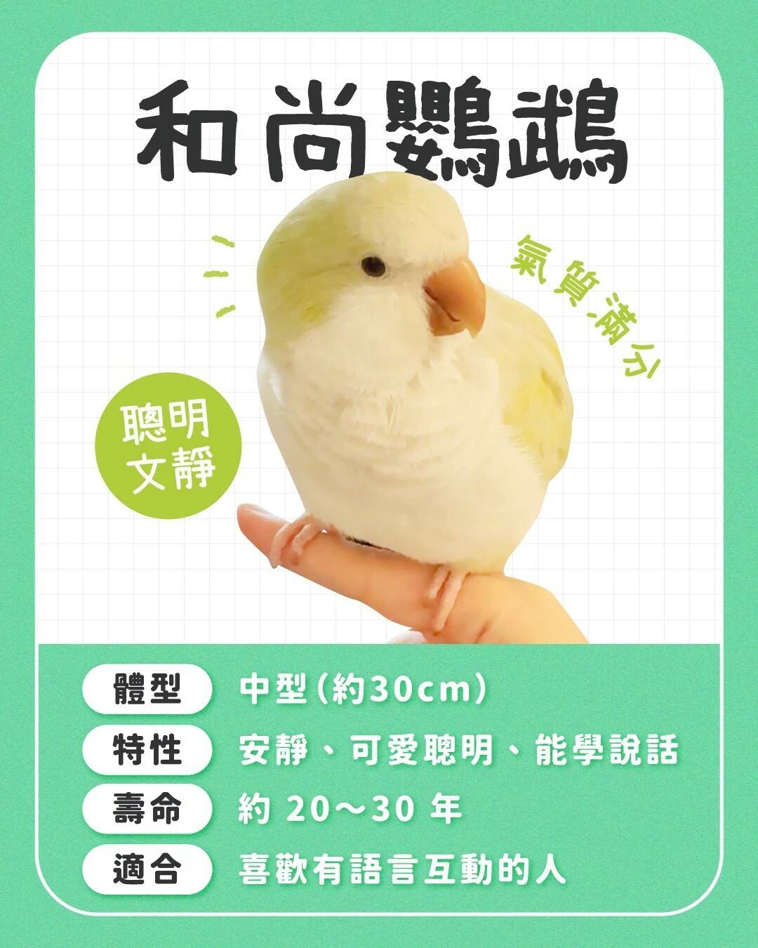 适合新手养的鹦鹉:10 种常见品种性格全对比