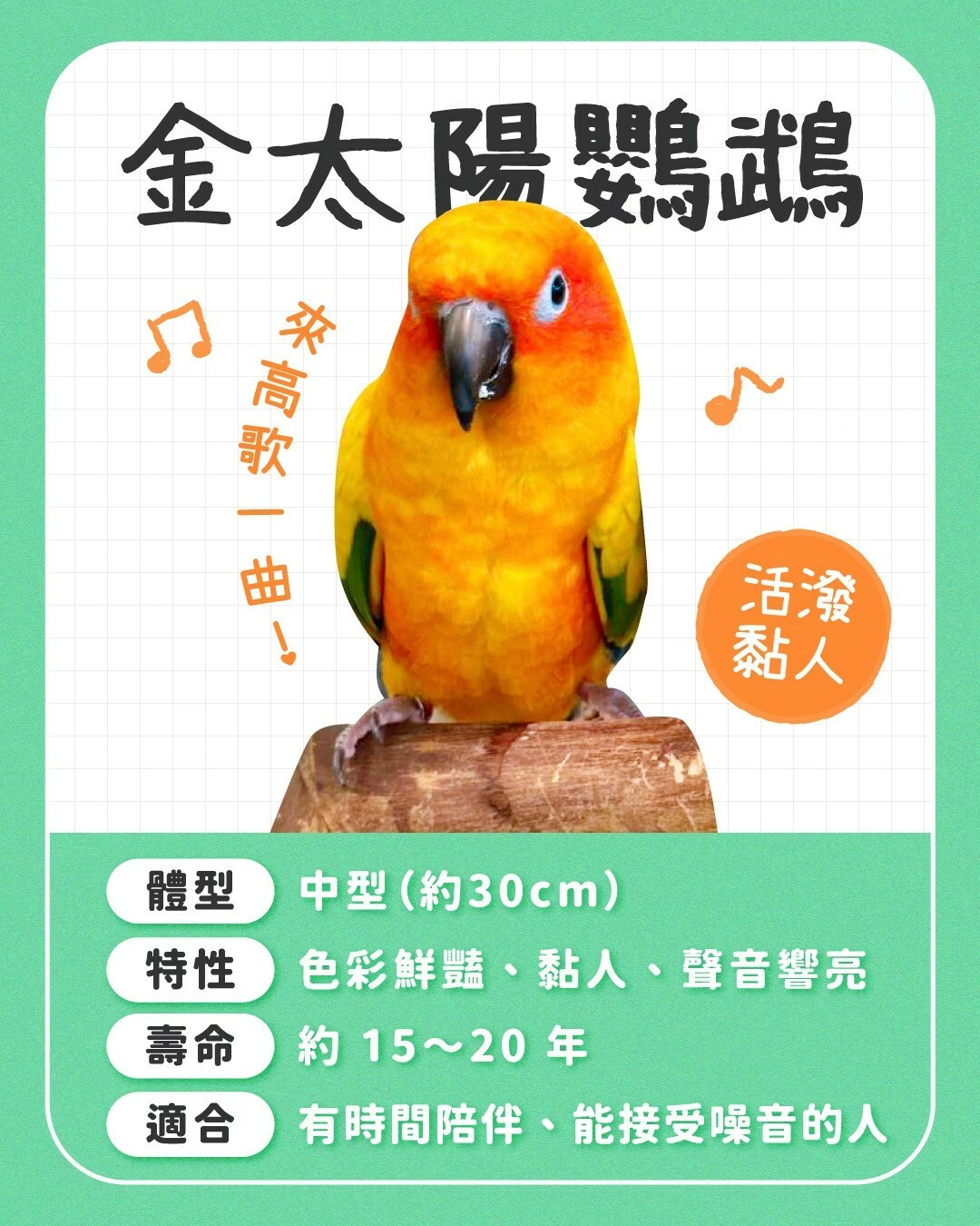 适合新手养的鹦鹉:10 种常见品种性格全对比