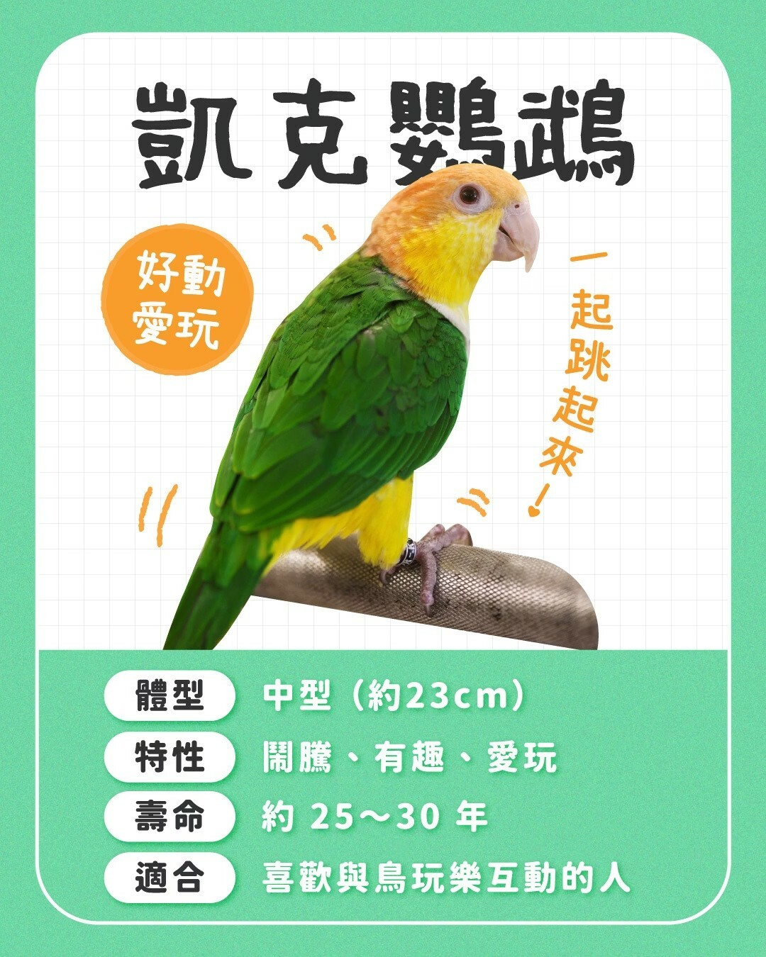 适合新手养的鹦鹉:10 种常见品种性格全对比